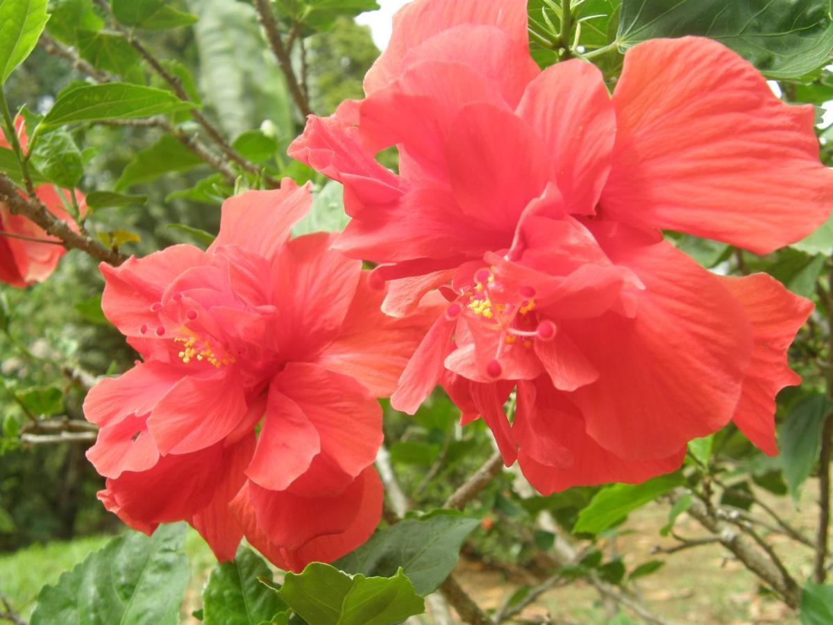 Le Matelot De La Baie Villa เดเอ ภายนอก รูปภาพ