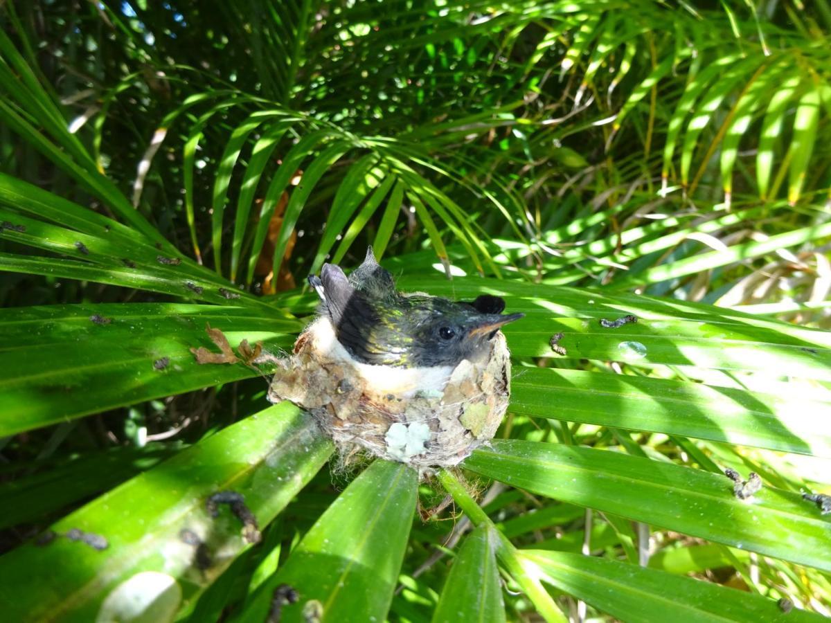 Le Matelot De La Baie Villa เดเอ ภายนอก รูปภาพ